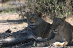 Nap time - Chobe National Park - Botswana