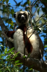 One of several endangered lemur species - Madagascar