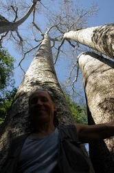 Endangered baobab species - Madagascar