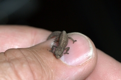 World's smallest chameleon - Madagascar