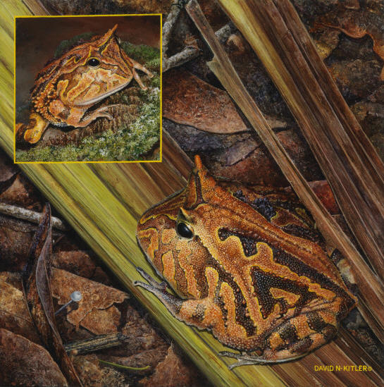 Amazon Horned Frogs