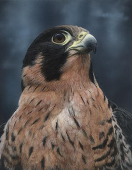 Anatum Peregrine Falcon I