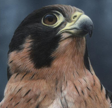 Detail of "Anatum Peregrine Falcon I"