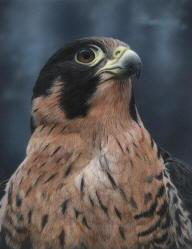 Anatum Peregrine Falcon I