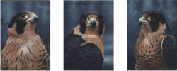 Anatum Peregrine Falcon