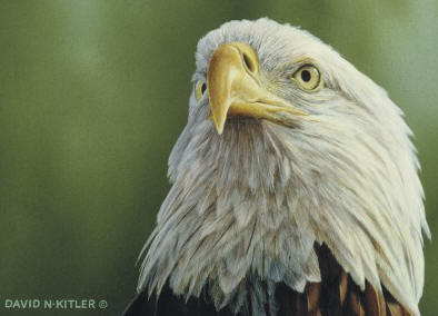 Detail of "Bald Eagle Diptych"