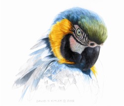 Blue & Gold Macaw Preliminary Sketch