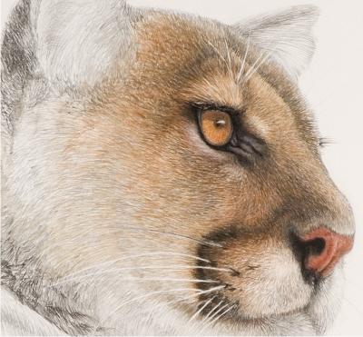 Detail of "Cougar Preliminary Sketch"