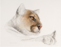 Cougar Preliminary Sketch
