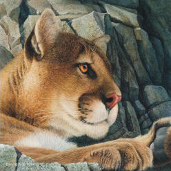 Cougar on Rock Ledge