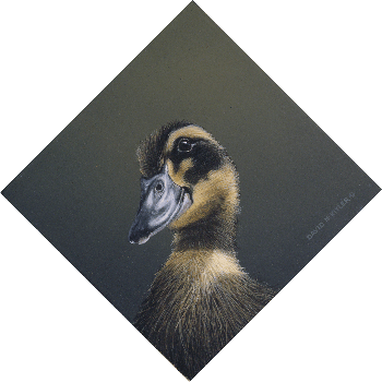 Duckling II