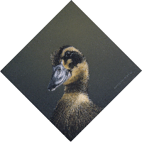 Duckling II