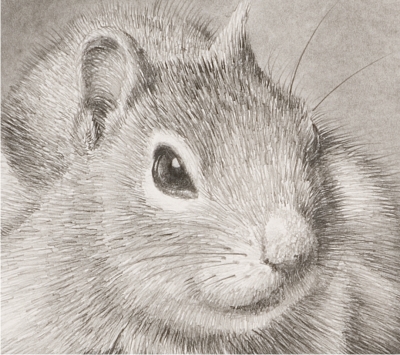 Detail of "Golden-Mantled Ground Squirrel Preliminary Sketch"