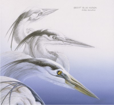 Detail of "Great Blue Heron Diptych"