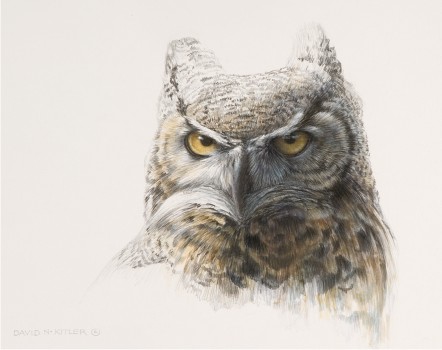 Great-Horned Owl Preliminary Sketch