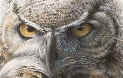 Detail of "Great-Horned Owl Preliminary Sketch"