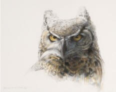 Great-Horned Owl Preliminary Sketch