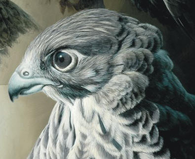 Detail of "Gyrfalcon - Five Poses"