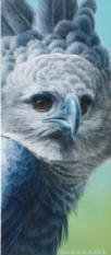 Harpy Eagle Study