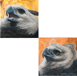 Harpy Eagle Head Studies