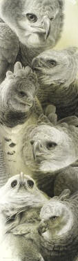 Harpy Eagle - Portraits