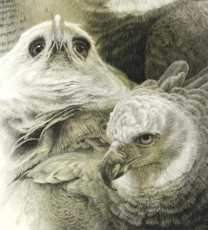 Harpy Eagle - Portraits (detail)