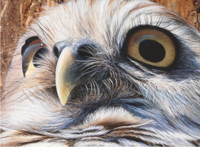 Detail of "Larger than Life - Burrowing Owl"