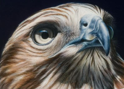 Detail of "Larger than Life - Red-Tailed Hawk"