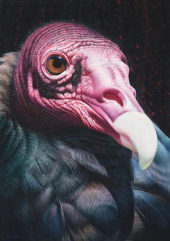 Larger than Life - Turkey Vulture