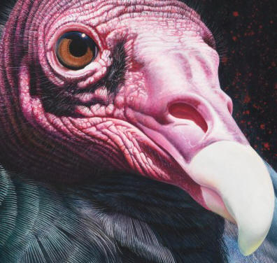 Detail of "Larger than Life - Turkey Vulture"