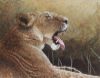 Yawning Lioness