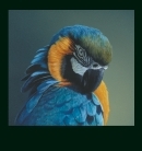 Macaw Triptych (detail)