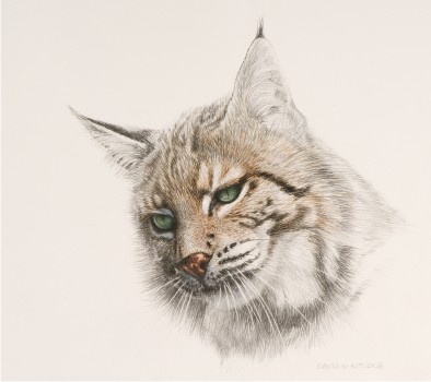 Lynx I Preliminary Sketch