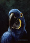 Macaw Study
