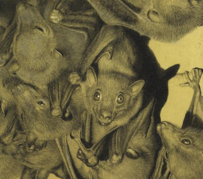 Detail of "Madagascan Hang-out"