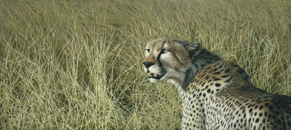 Masai Mara Hunter - Cheetah