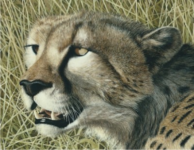 Detail of "Masai Mara Hunter - Cheetah"