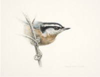 Nuthatch I Preliminary Sketch