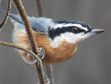 Detail of "Nuthatch I"