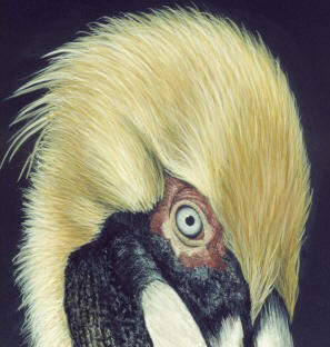 Detail of "Pelican Peer"