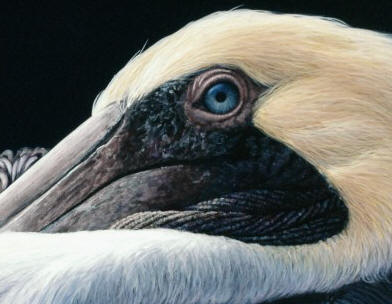 Detail of "Pelican Up Close"