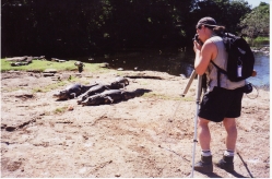 Caiman - Pantanal