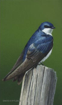 Posing Tree Swallow III