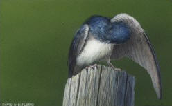 Posing Tree Swallow II