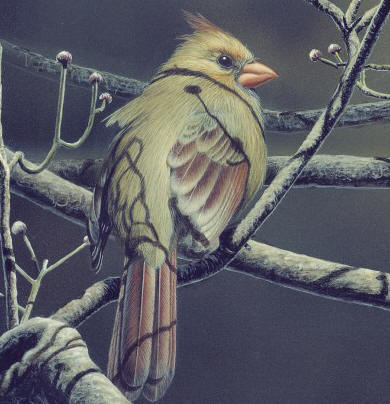 Detail of "Spring Arrival - Cardinal"