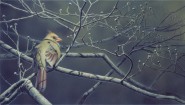 Spring Arrival - Cardinal