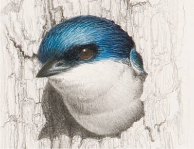 Detail of "Tree Swallow Preliminary Sketch"