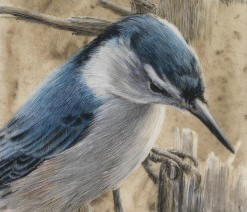 Detail of "White-Breasted Nuthatch Study"