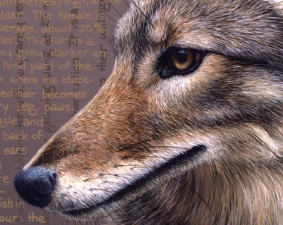Detail of "Young Coyote Study"
