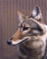 Young Coyote Study
